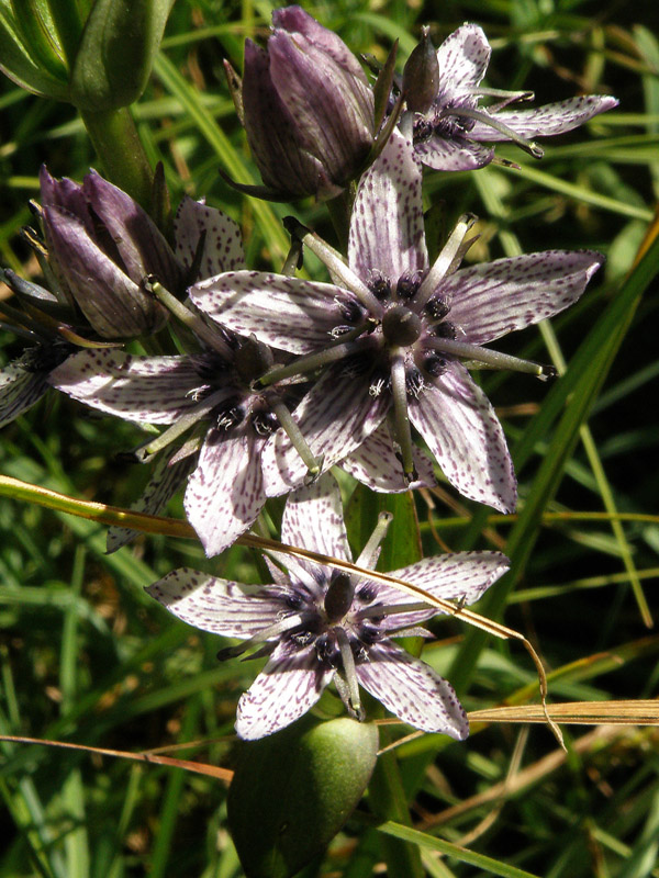 Swertia perennis L. - Genzianella stellata.